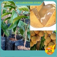 Grafted Anak Pokok Duku Langsat Manis /Duku Terengganu Buah Manis 杜古龙宫果苗 Ready Stock Sarawak