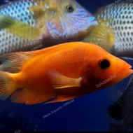 IKAN HIAS RED DEVIL CICHLID TANKMATE TERMURAH