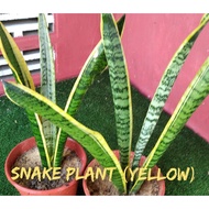 Snake Plant (Yellow)