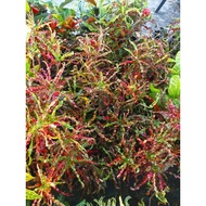 Pokok Puding Cili Kering Merah Rare