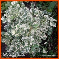 ☩ ◊ ◺ Variegated Papua plant