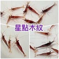 【汛潽】星點木紋 蘇蝦  🦐觀賞蝦