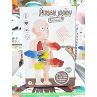 Human Body Model Organ