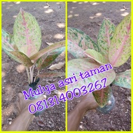 tanaman aglaonema big roy/bigroy tanaman aglonema big roy/bigroy