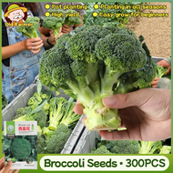 100% Original Fresh Broccoli Seeds for Planting Vegetables (Fast Growing Seeds, 300pcs) Home Potted 