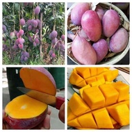 Pokok Mangga Irwin / Pokok Mempelam Irwin Hybrid