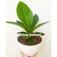 Anthurium Jemani Cobra / Kol