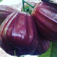 Bibit Jambu Air Kingrose Super Buah Berwarna Ungu