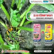 [ 🔥 โปรแกรมสตรอว์เบอร์รี่ 🔥 ] ชุดระยะเริ่มออกดอก สตรอว์เบอร์รี่ ( ขนาด 1 ลิตร + 1 ลิตร. รวม 2 ลิตร )