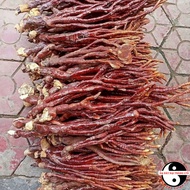 Nấm Linh chi Sừng Hươu Tây Bắc thu hái rừng phơi khô tự nhiên. Thảo dược nấm linh chi sừng hươu linh