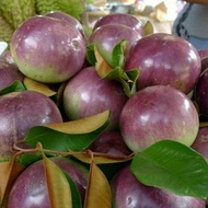 POKOK APPLE STAR ( APPLE SUSU VIETNAM )