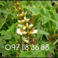 Cây ô rô nước khô 01k.Lh 097 118 36 88