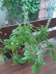 Varieti Selasih / Basil Varieties - Pokok Hidup / Live Plant