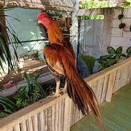 TELUR AYAM BANGKOK SHAMO TAIWAN UNTUK DITETASKAN ASLI FERTIL