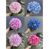 Central Vip Hydrangea sze 23cm - Nga Le Flower Accessories