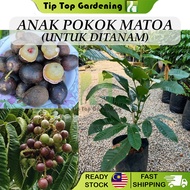 Anak Pokok Matoa (Longan Brazil) Untuk Ditanam Pokok Hidup Real Live Plant Matoa Fruit Tree 巴西龙眼