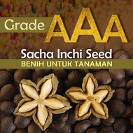 Benih Sacha Inchi Gred AAA Biji Sacha Inchi Seed High Quality High Yielding Grade A+