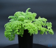羽葉洋葵	Pelargonium  triste / 塊根植物 Caudex / 另售象牙宮、龜甲龍、索馬里葡萄甕、念珠橄欖/ 多肉植物