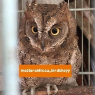 Burung Burhan Hantu Owl Jinak Lalat #Gratisongkir