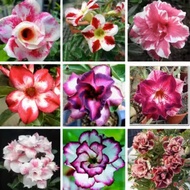 【buy1free1】Desert Rose Seeds Mix Potted Flower Seeds Easy to Plant Live Indoor Balcony Decoration 富贵