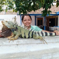 green iguana colombia jantan