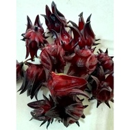 Biji Benih Pokok Roselle.