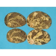 HALIOTIS. Small Colorful Abalone shells. 4 Pieces.
