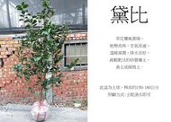 心栽花坊-黛比/土球/茶花/茶花品種/茶花苗/售價2000特價1500