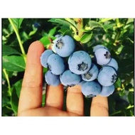 seeds Dwarf Blueberry Plant SEED MALAYSIA