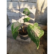 Caladium Thai Beauty