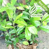 Bibit Tanaman Teh Hijau - Pohon Daun Teh Hijau - Green Tea
