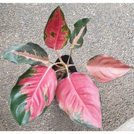 【hot sale】 Aglaonema Plants Varieties