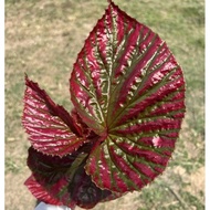 Blooms Nursery Begonia Brevirimosa Live Plant