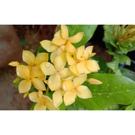 👉Ixora rose red plant  🌱Pokok ixora rose merah/ Pokok ixora kuning daun lebar
