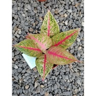 aglaonema red legacy ukuran besar