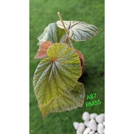BEGONIA ASAM BATU ~ REAL PLANT ~ INDOOR PLANT ~OUTDOOR PLANT    READY STOCK BEGONIA ASAM BATU ® POKO