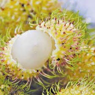 RAMBUTAN GADING HYBRID