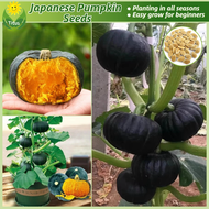 เมล็ดพันธุ์ ฟักทองญี่ปุ่น บรรจุ 10เมล็ด Japanese Pumpkin Seed Vegetable Seeds for Planting เมล็ดพันธุ์ผัก ผักสวนครัว ต้นไม้มงคล เมล็ดบอนสี ต้นผลไม้ บอนไซ พันธุ์ผัก เมล็ดผัก ผักออร์แกนิก เมล็ดพันธุ์แท้OP เมล็ดพันธุ์พืช ปลูกง่าย คุณภาพดี ราคาถูก ของแท้ 100%