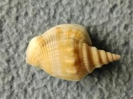 【忠實第紫雲軒】阿拉伯彎刀鳳凰螺Strombus plicatus sibbaldi(長約2.8cm，印度洋產，不常見，
