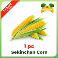 Sekinchan Corn / Sekinchan Jagung | 适根庄 玉米 (1 PC)