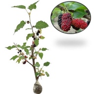 Natural Sweet Mulberry Plant Seeds 203 ready ak