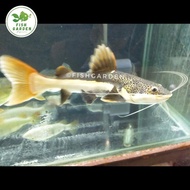 Ikan RTC Catfish Size 28-29cm - Lele Amazon Red Tail Catfish Jumbo