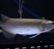 Arwana jardini / arwana irian / arwana papua 20cm