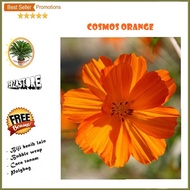 biji/benih/bibit bunga cosmos orange