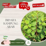 Aryen nursery ll pokok bidara berduri/bidara kampung/bidara arab