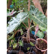 Alocasia Pseudo Sanderiana / keladi amazon lokal