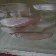 ready arwana silver red size 10 - 15cm