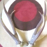 tanduk rusa cabang 6