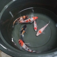 Bibit Ikan koi  20 cm +