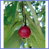 ♈ ☻ Kerson Fruit Seeds Mansanitas ( Approx 100 seeds )